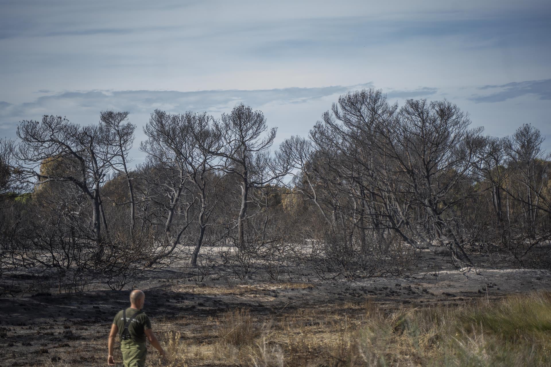 Vegetación afectada por el incendio forestal declarado en el Saler, a 23 de octubre de 2023, en València