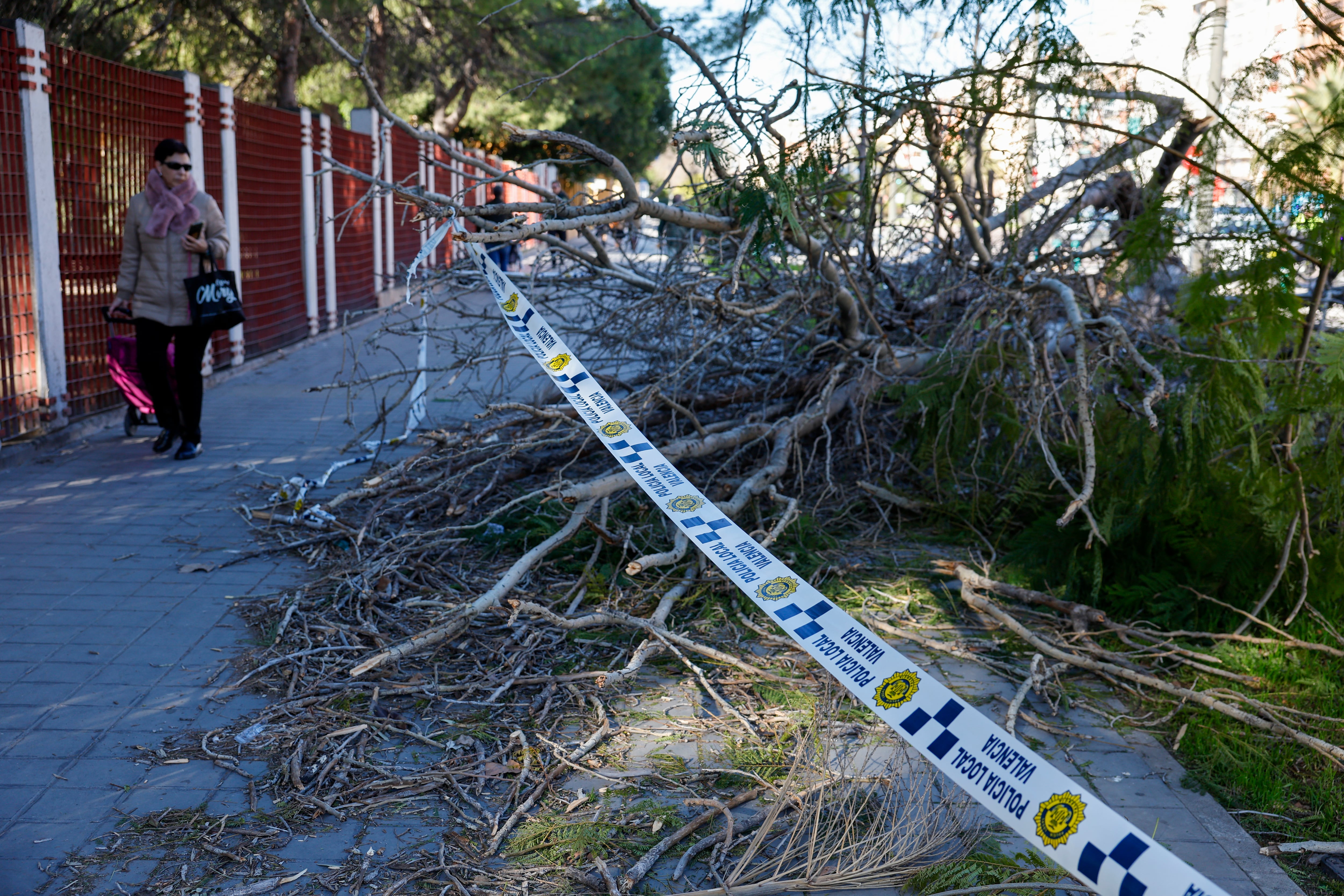 GRAFCVA1967. VALENCIA, 06/02/2026.- Una persona pasa junto a un árbol caido por el viento cuando la Comunitat Valenciana afrontaba el primer fin de semana con el viento como gran protagonista EFE/Ana Escobar