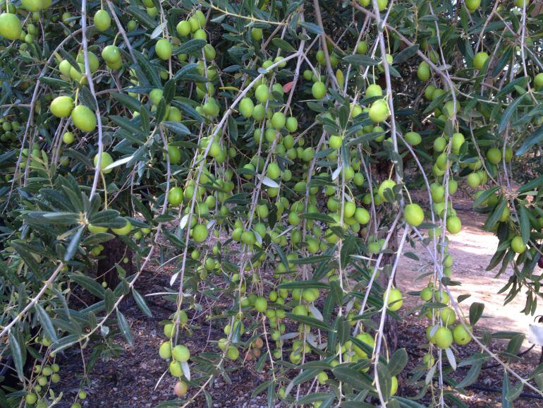 El olivar, el más beneficiado por las lluvias