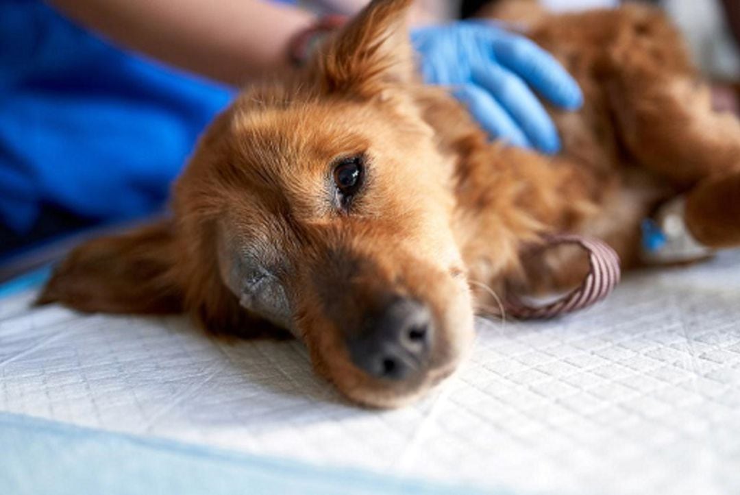 imagen de archivo de un perro siendo atendido por los servicios veterinarios.