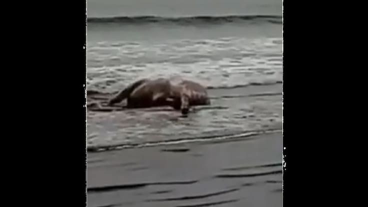 Janire González: "El animal tiene un registro internacional"