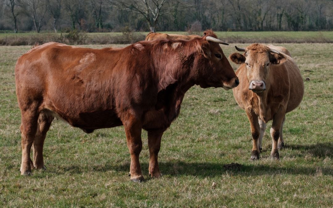 Reses para producción de carne