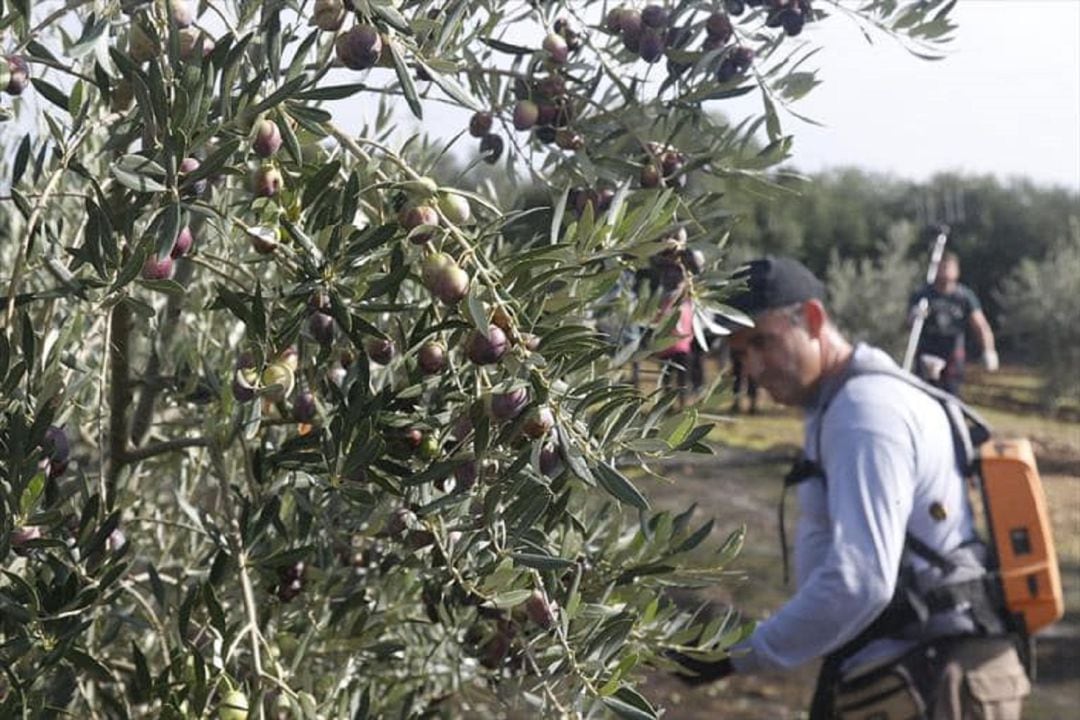 Un trabajador agrario durante la campaña de recogida de aceituna