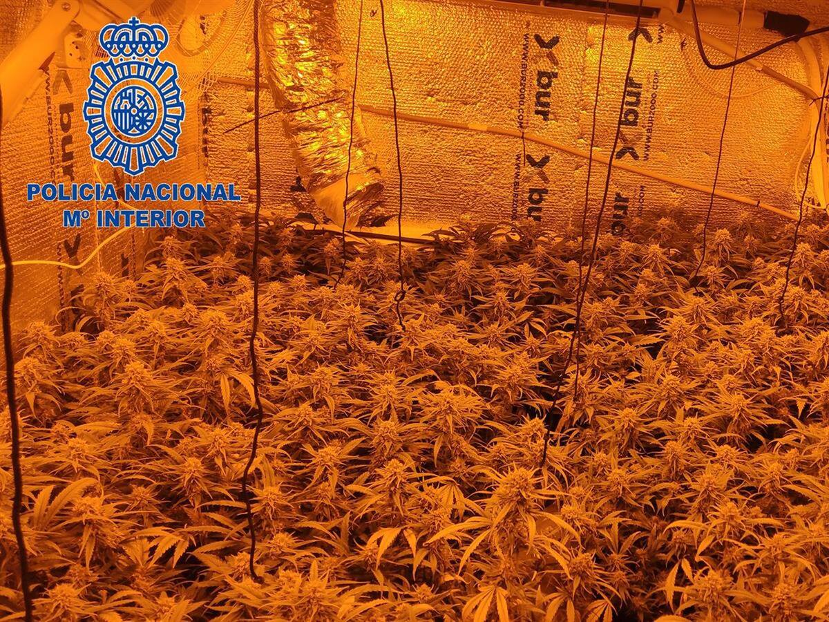 Detenidas dos personas tras desmantelar una plantación de marihuana en una vivienda de El Torno