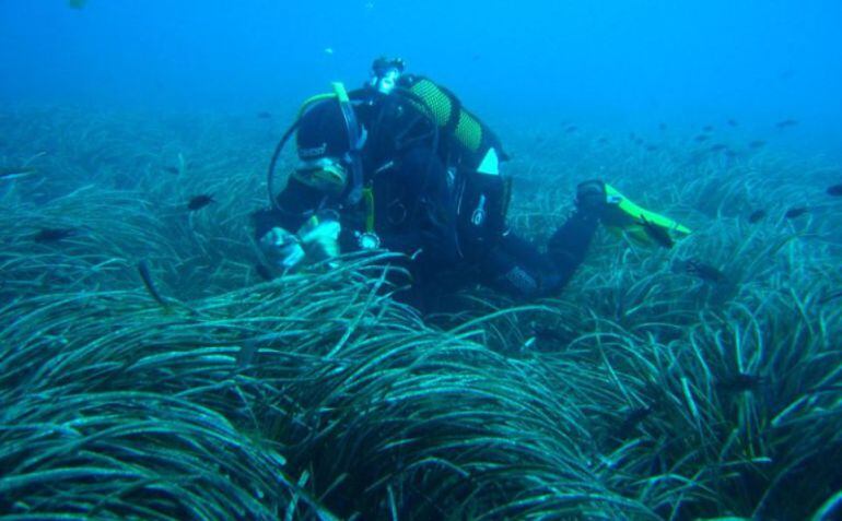 El Govern aporta dinero para proteger la posidonia.