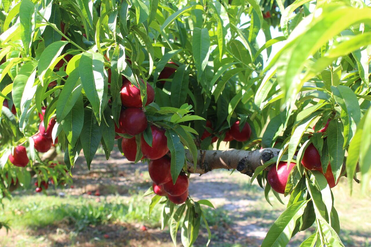 Comienza la campaña de recogida de la fruta de verano en la Comunitat Valenciana