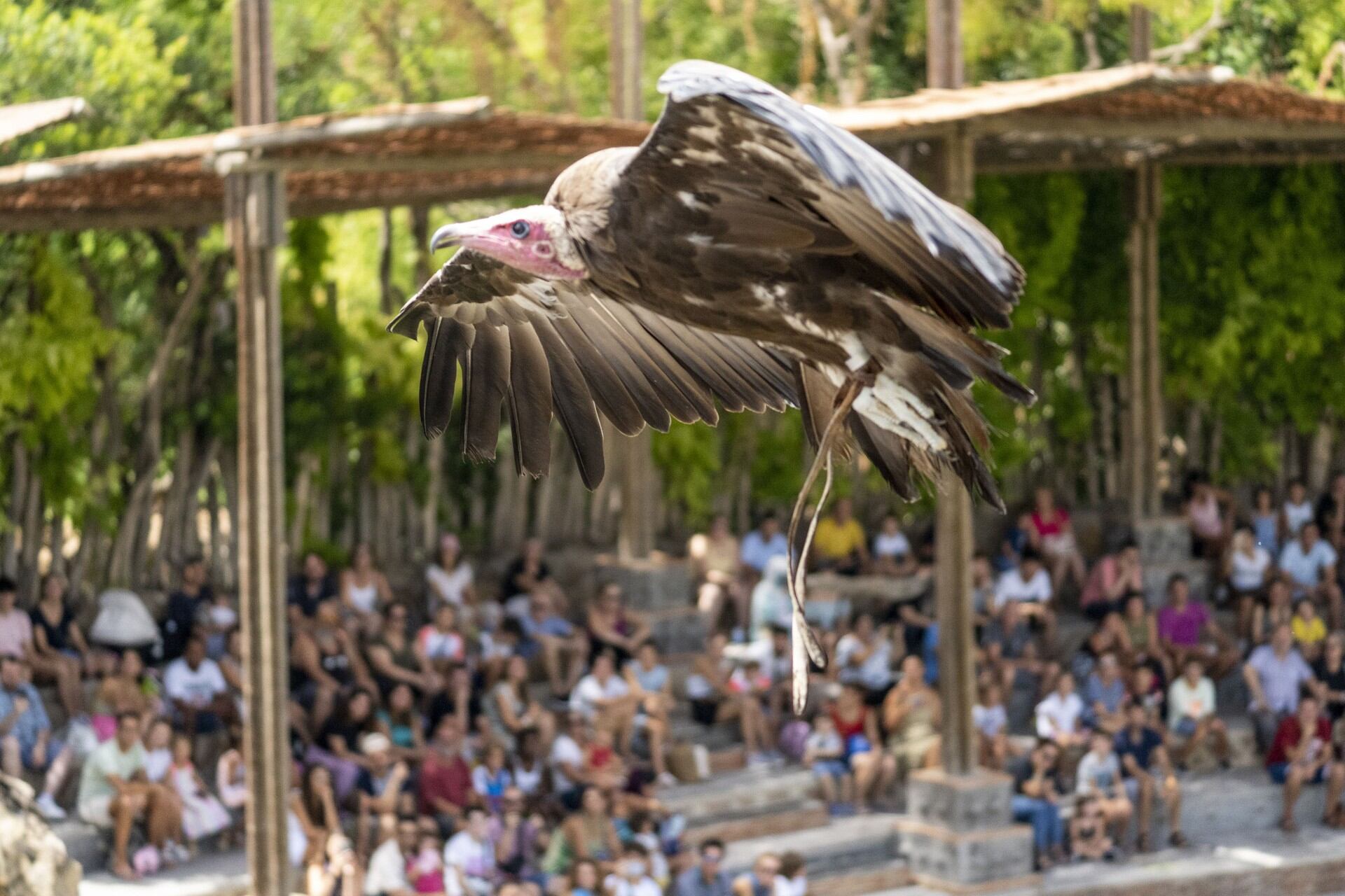 Imagen de un buitre Encapuchado del Bioparc de València