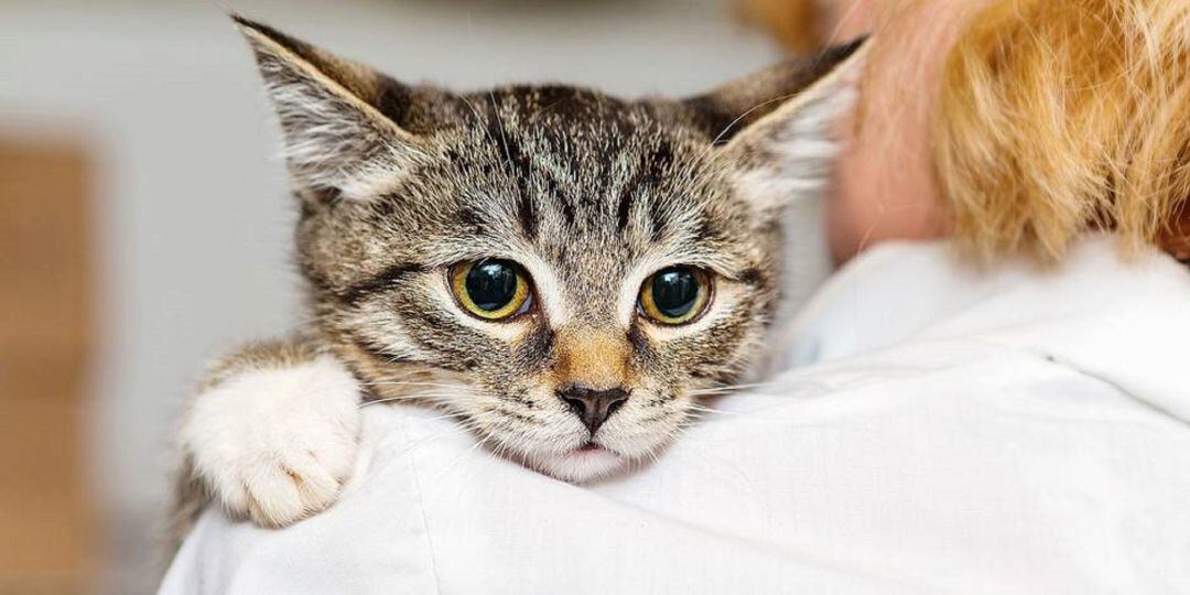 Un gat atès per un veterinari. L&#039;associació animalista Laika denuncia que s&#039;han incrementat l&#039;abandonament de gats des de l&#039;inici del confinament.