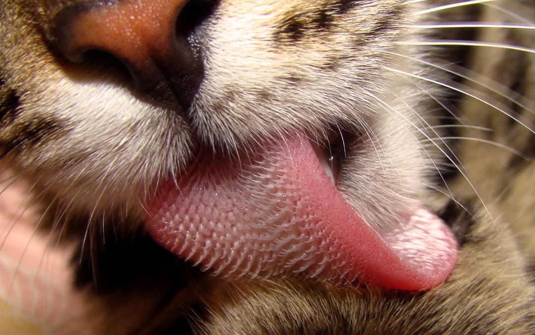 Descubren el secreto de la lengua de los gatos.