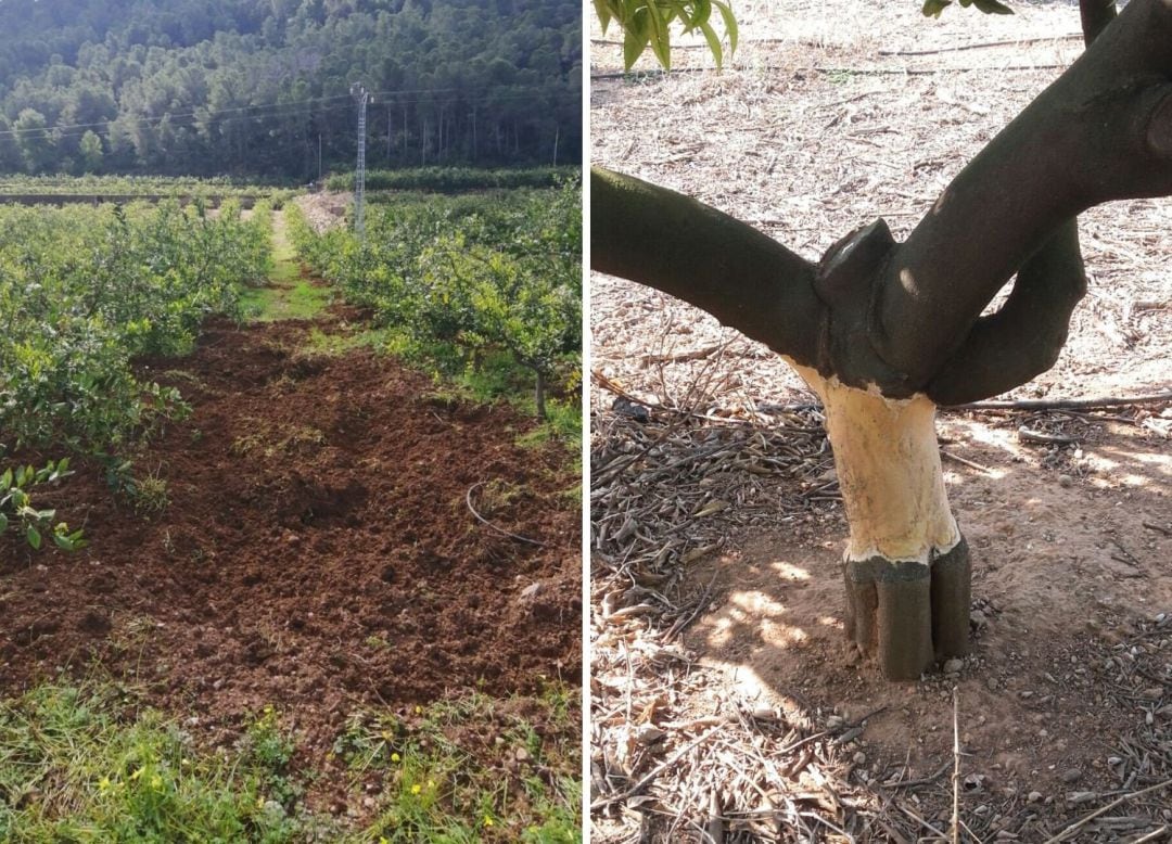 Daños causados por un jabalí 