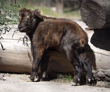 La cría de takin es uno de los acontecimientos mundiales que se puede ver en la instalación