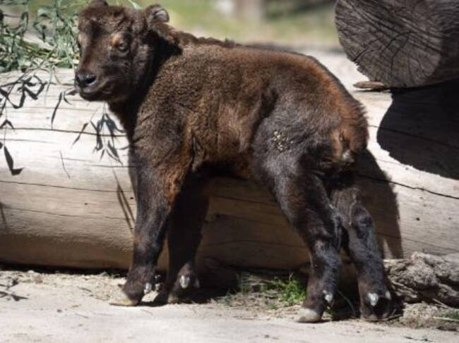La cría de takin es uno de los acontecimientos mundiales que se puede ver en la instalación