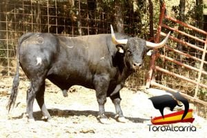 Uno de los toros de Campo Bravo que se soltarán en el encierro de este año.