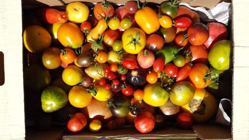 Una caja de tomates de las jornadas de Piñel de Abajo