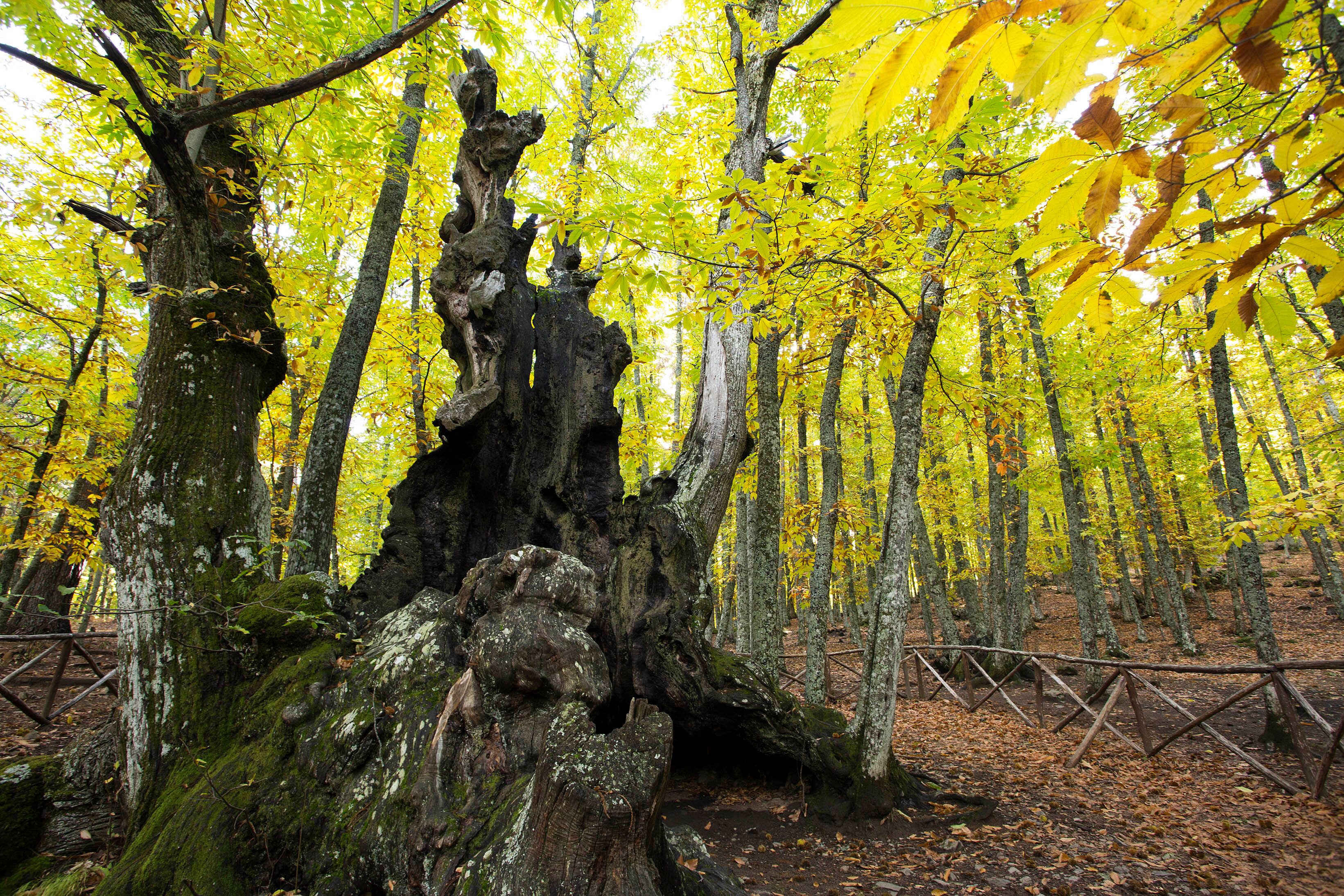 &#039;El Abuelo&#039; es el árbol más emblemático de El Castañar