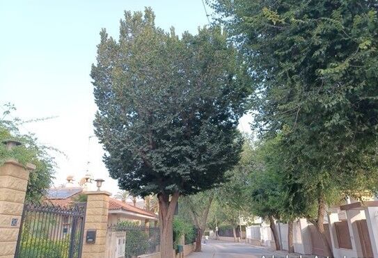 El Ayuntamiento de Lorca retirará un olmo siberiano ubicado en la Alameda Rafael Méndez.
