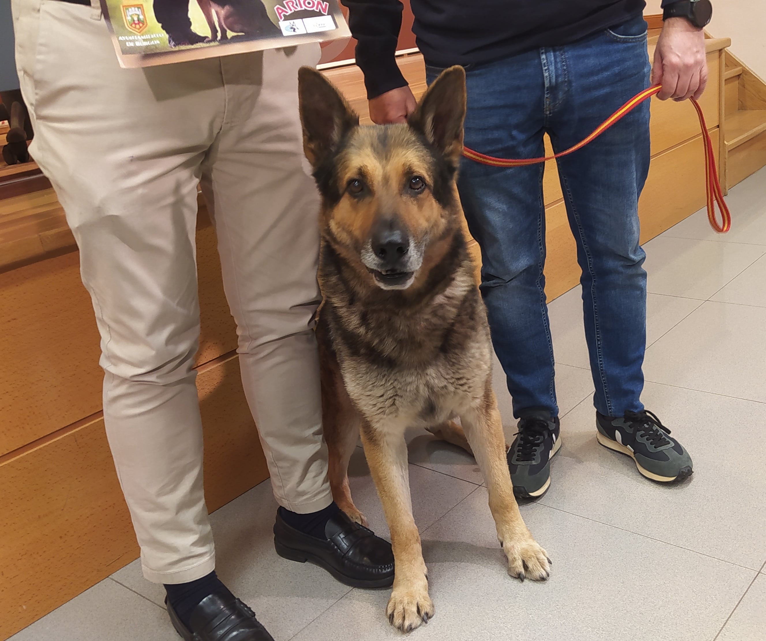 &#039;Astor&#039; campeón del mundo en las disciplinas de rastreo, obediencia, defensa y morfología