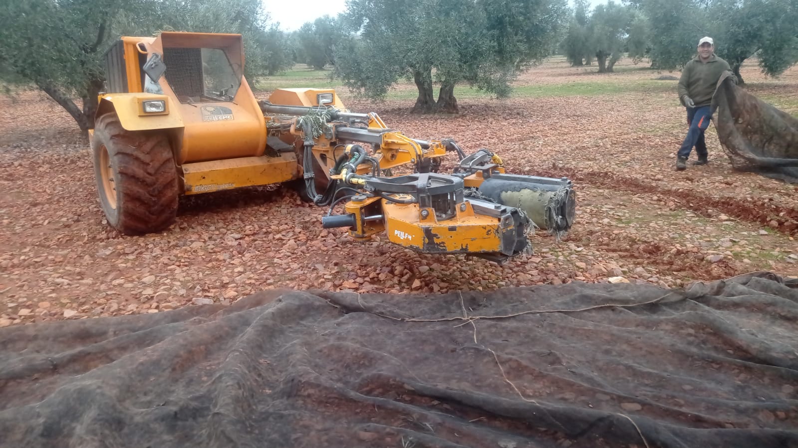 Explotación de olivar tradicional en Herencia en plena campaña de aceituna