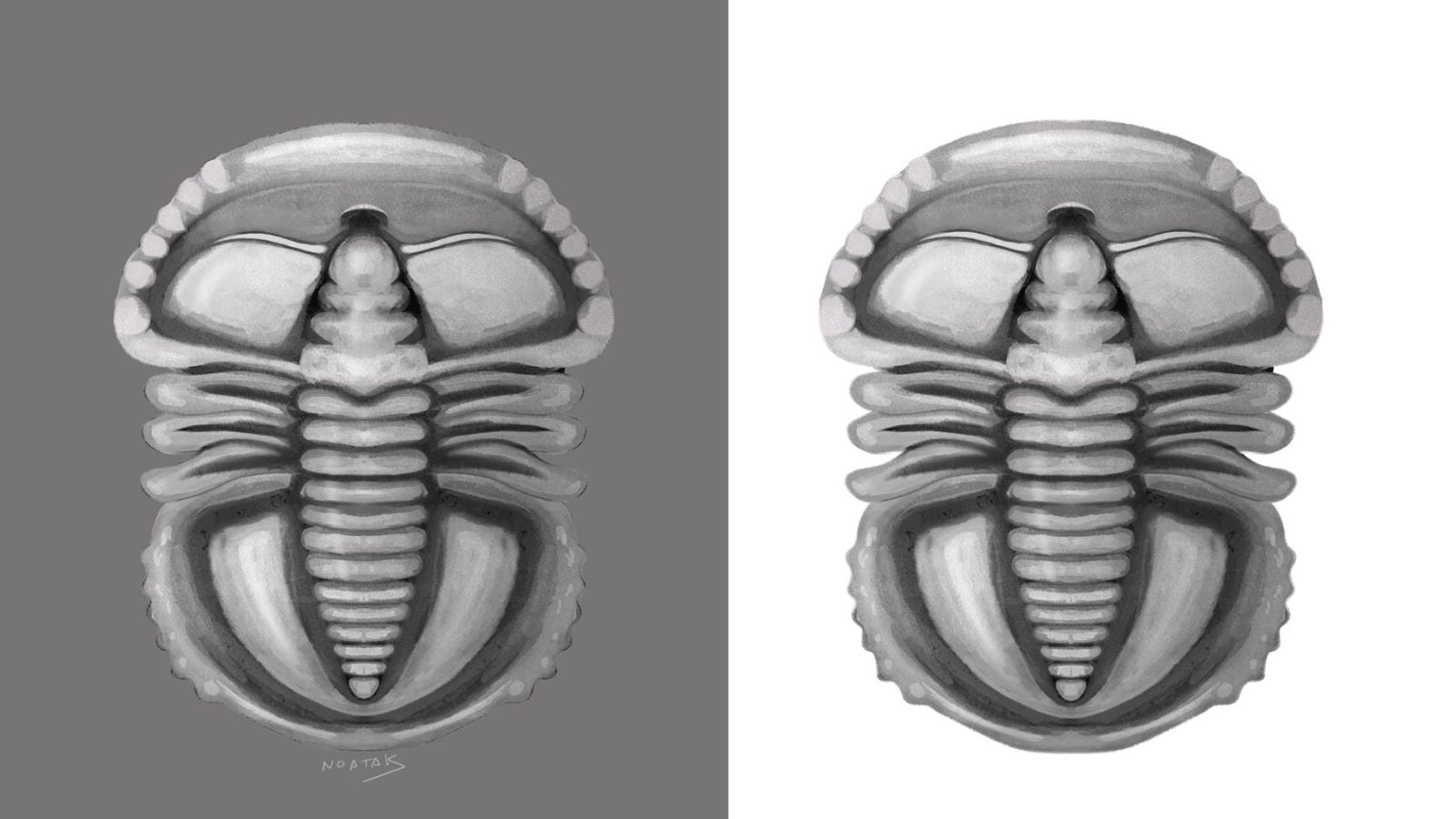 Ilustración idealizada de Toledodiscus Valverdi