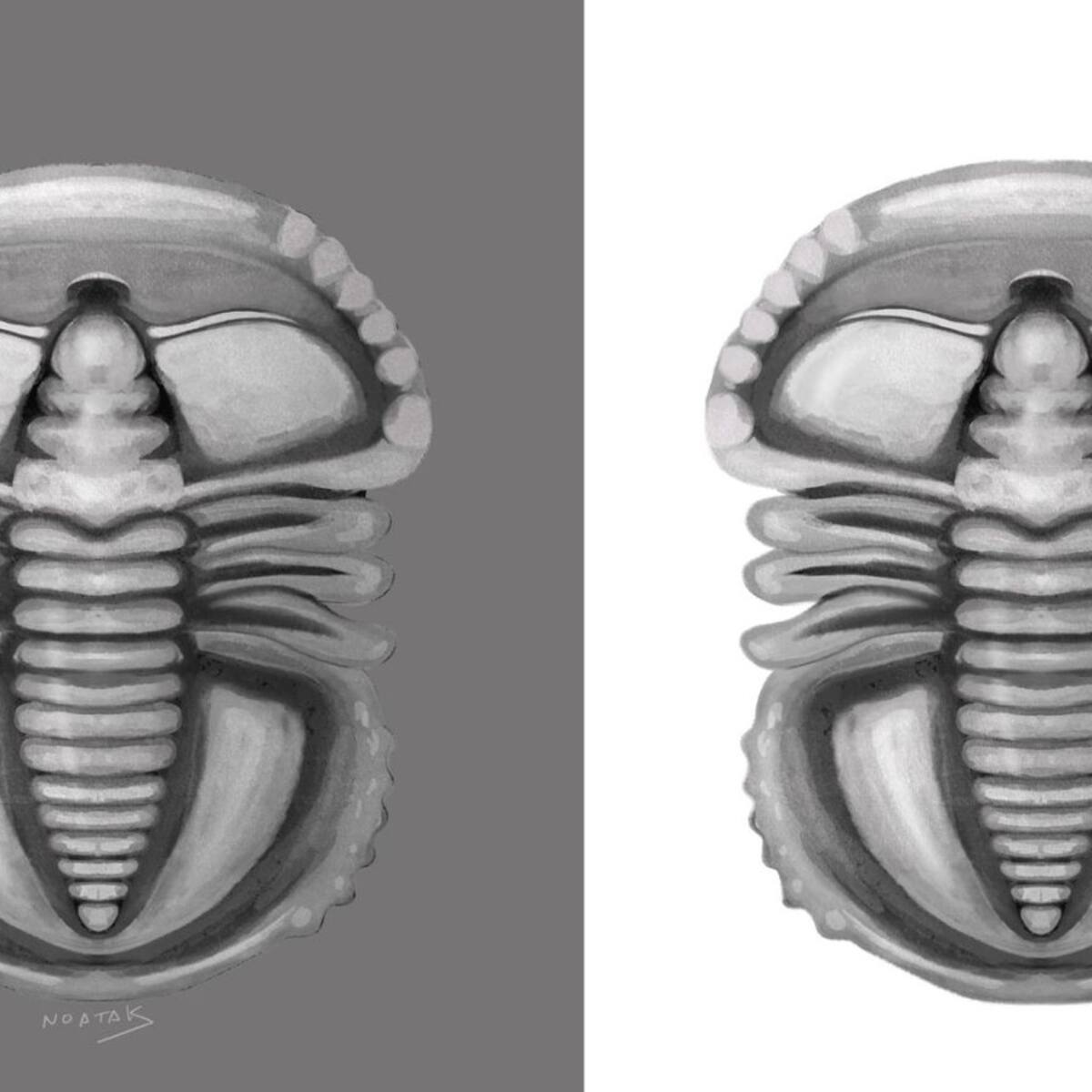 Hallazgo único a nivel mundial: descubierta una nueva especie y género de trilobites de hace 520 millones de años