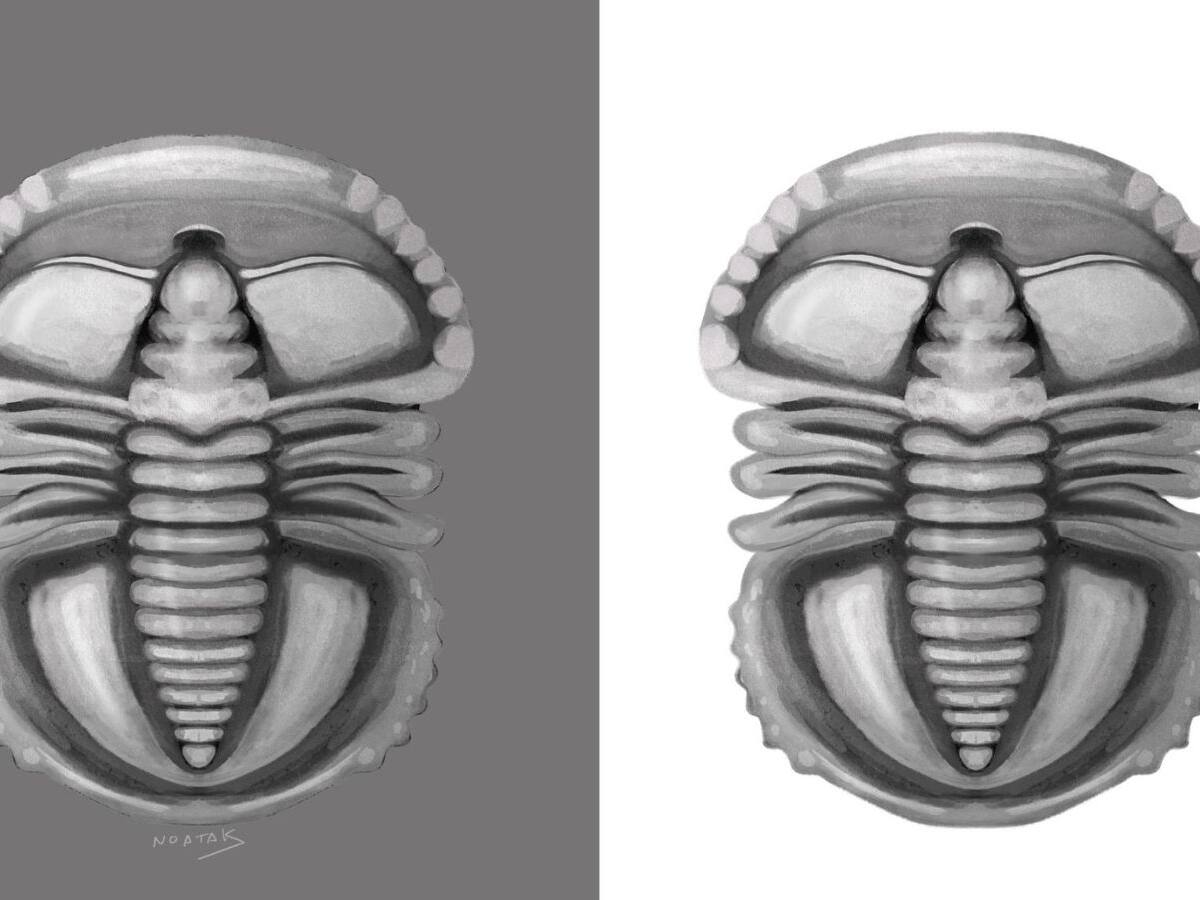 Hallazgo único a nivel mundial: descubierta una nueva especie y género de trilobites de hace 520 millones de años