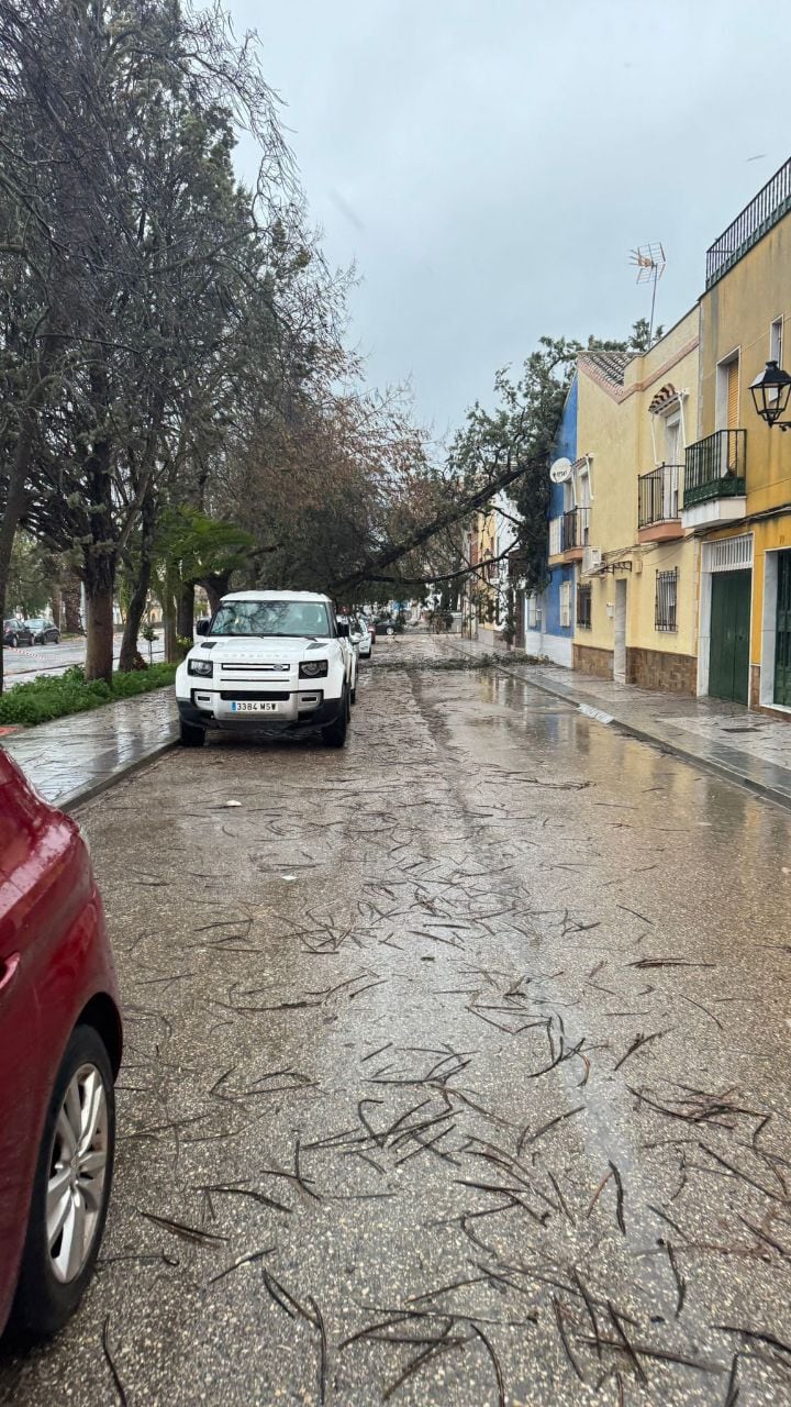 Caída de un árbol en la barriada de Las Américas