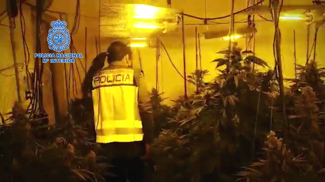 Una de las plantaciones de marihuana registradas / C.N.P.