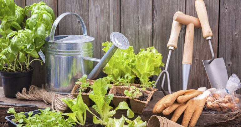 Las parcelas tendrán que ser cultivadas de manera ecológica y para el autoconsumo