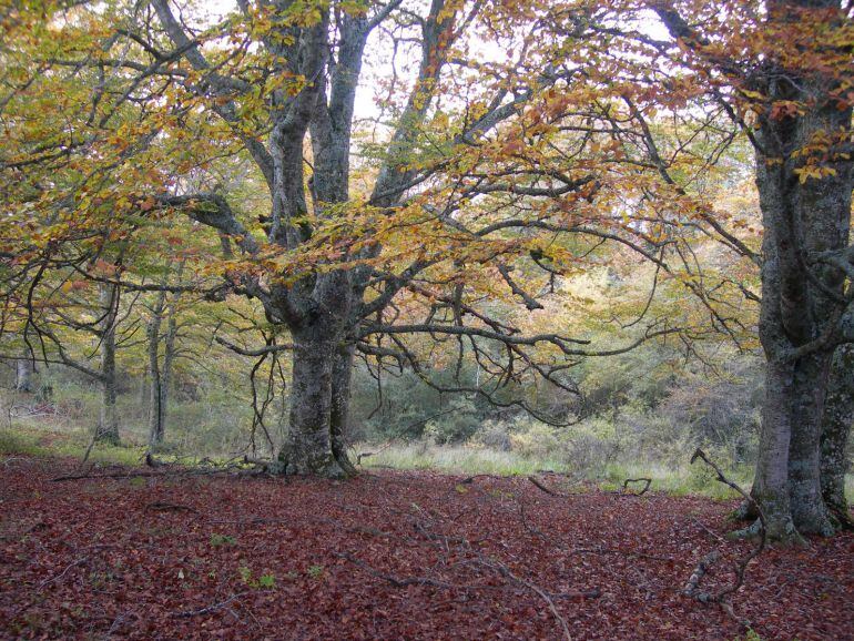 Bosque de Gallinero