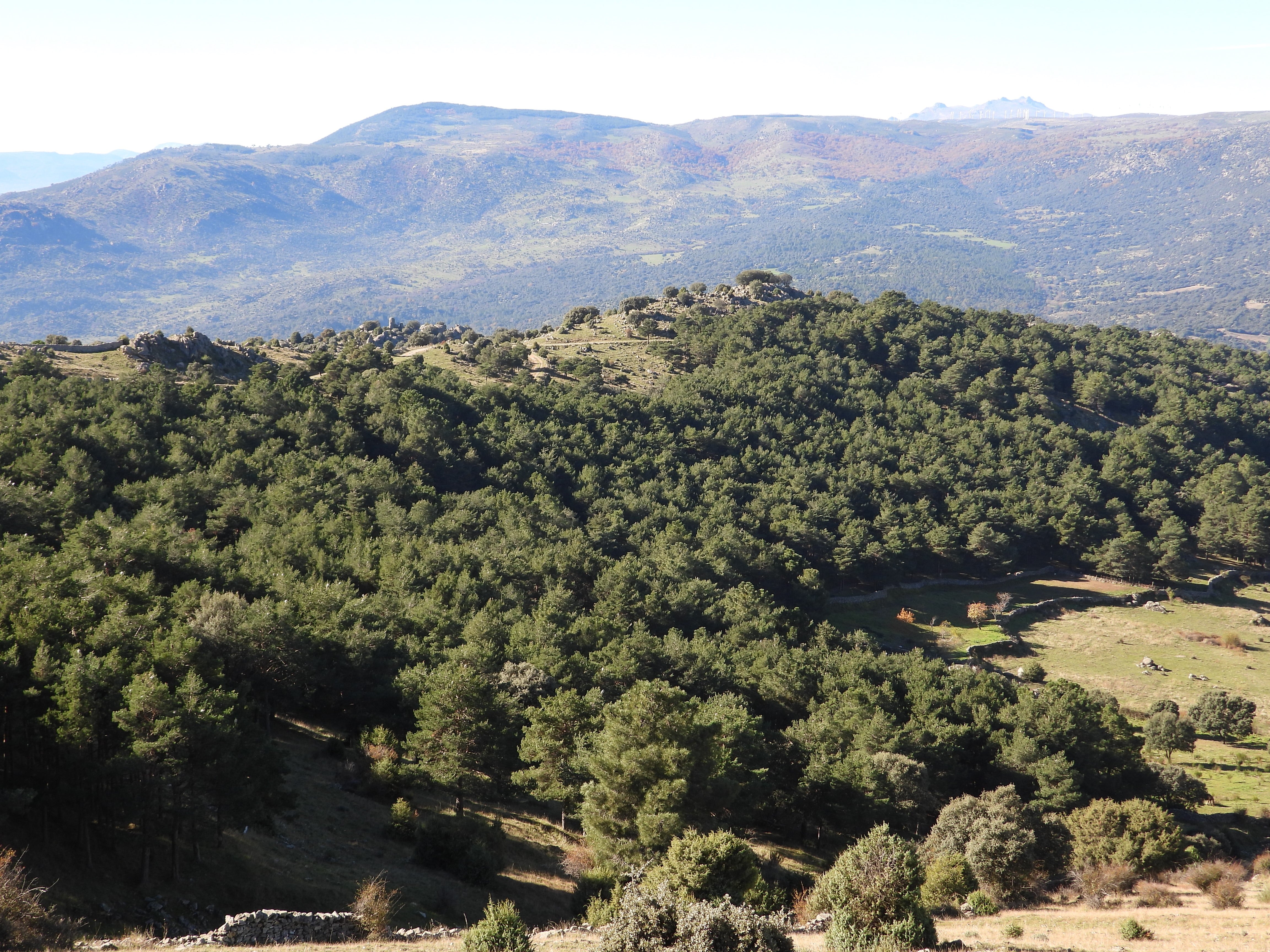 Pinar que nos encontramos en el recorrido