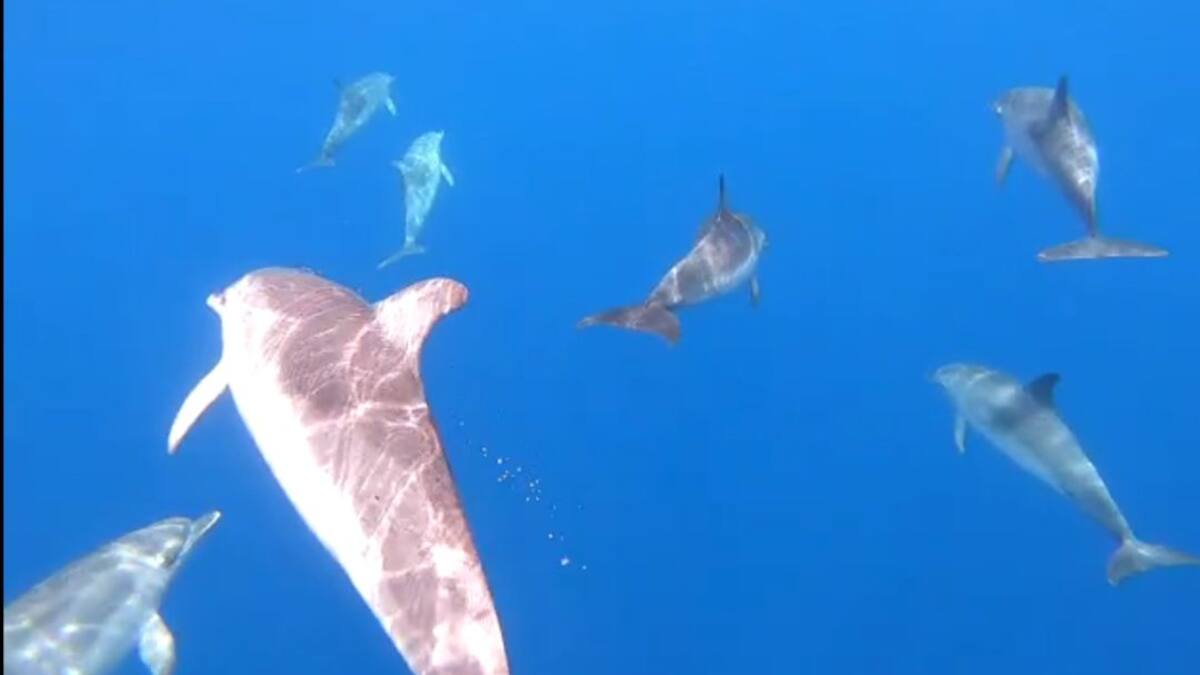 Graban la impresionante danza de un grupo de delfines en Canarias