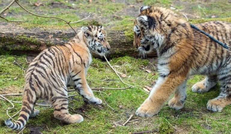 Tiger baby Alisha (L) and Dragan meet each other for the first time on March 10, 2015 at the zoo in Eberswalde, Germany.   AFP PHOTO / DPA / PATRICK PLEUL +++GERMANY OUT