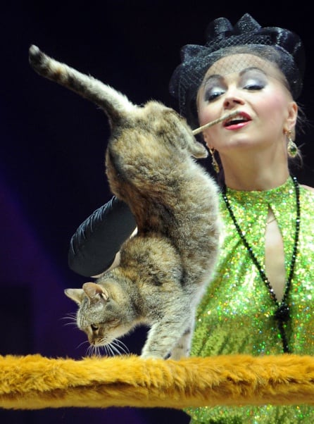 Un gato anda sobre las patas delanteras en el circo bieloruso.