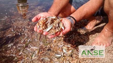 Peces muertos a orillas del Mar Menor.