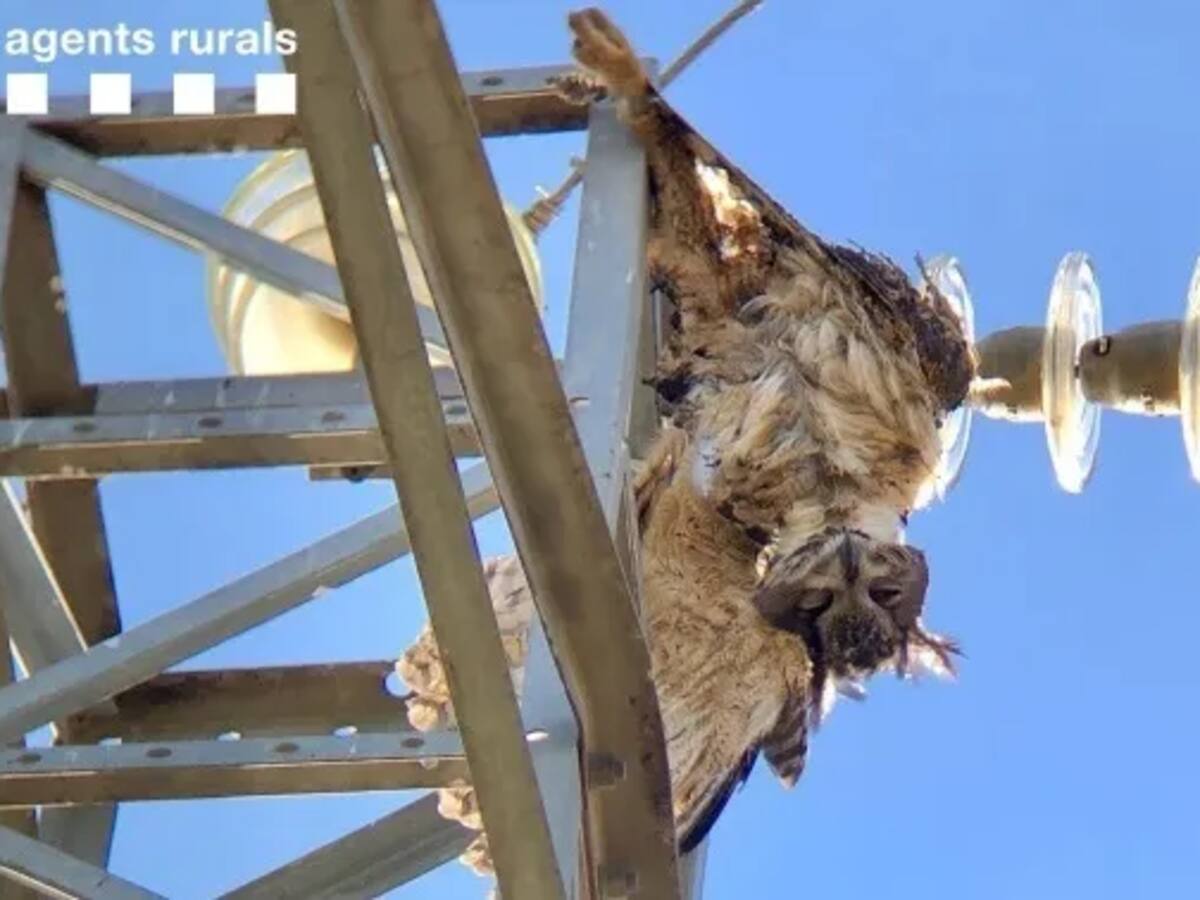 Per què moren grans ocells als cables elèctrics d'alta tensió? l Aquí Catalunya