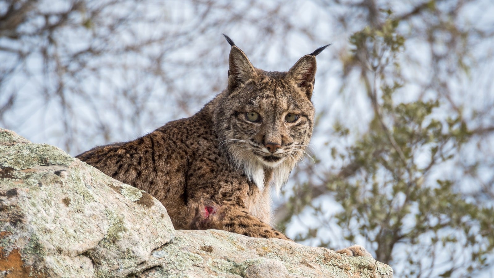 Aumenta la población de lince ibérico.