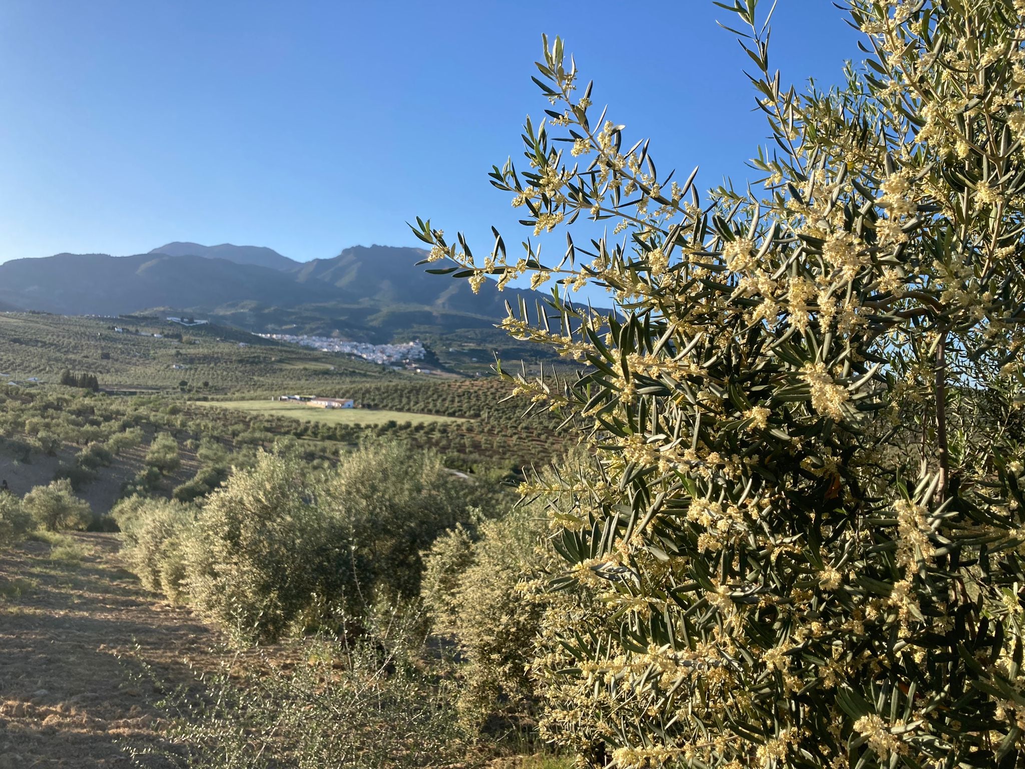 Los campos de olivar con el municipio de Alozaina (Málaga) de fondo