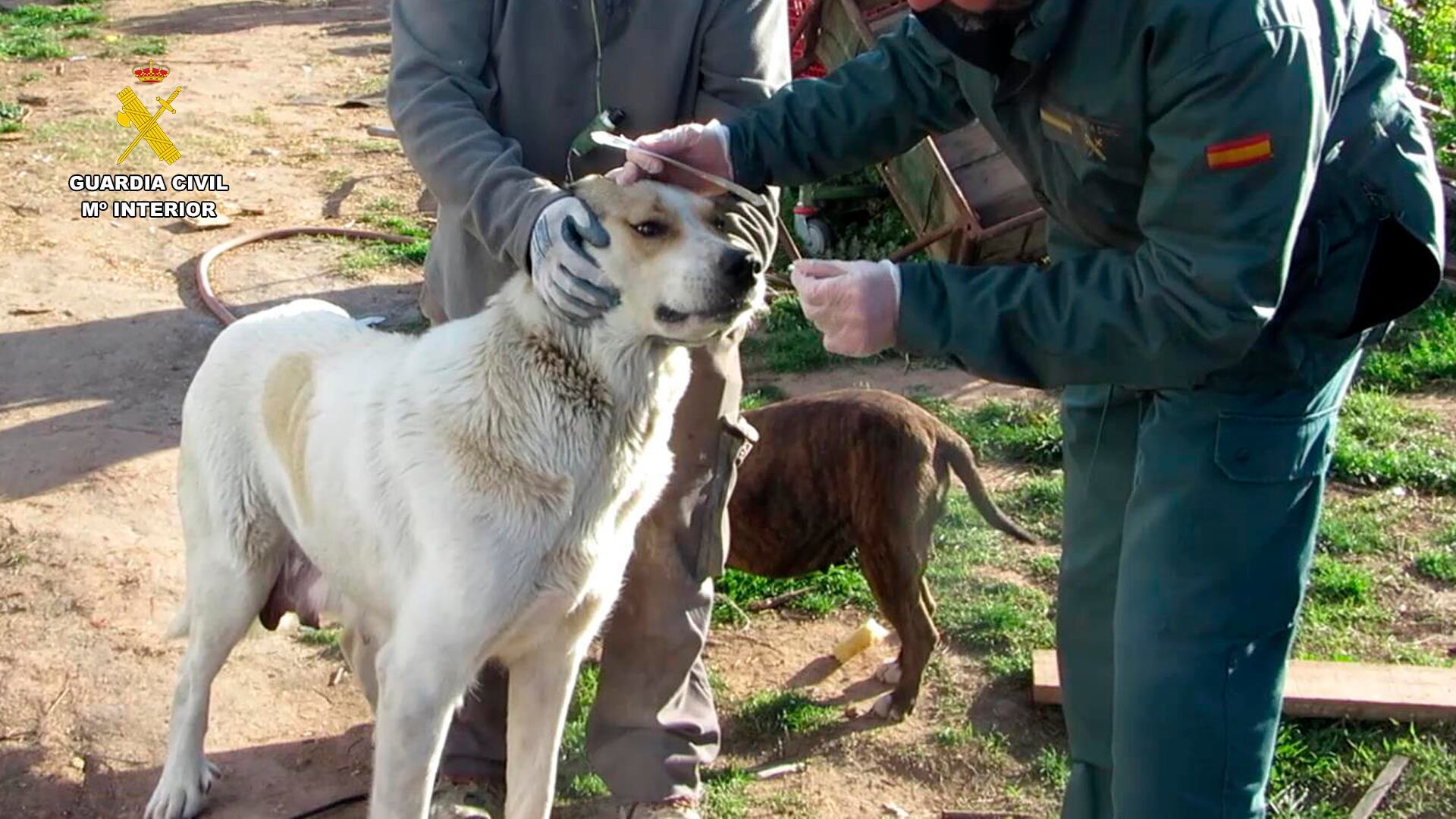 Investigado un hombre de 54 años por un delito de abandono de animales domésticos en Albelda de Iregua