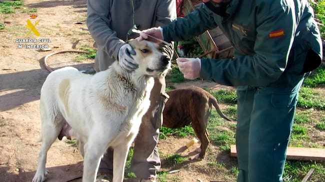 Investigado un hombre de 54 años por un delito de abandono de animales domésticos en Albelda de Iregua