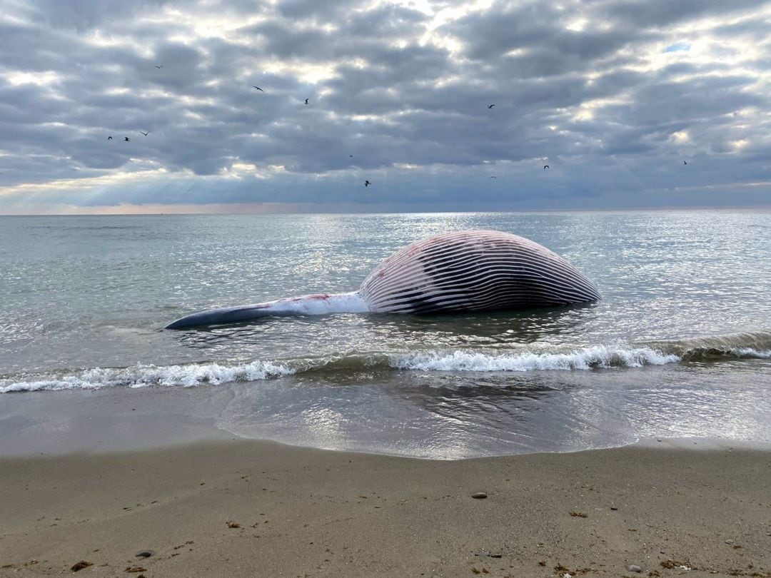 Ballena varada esta mañana en la playa de La Rada