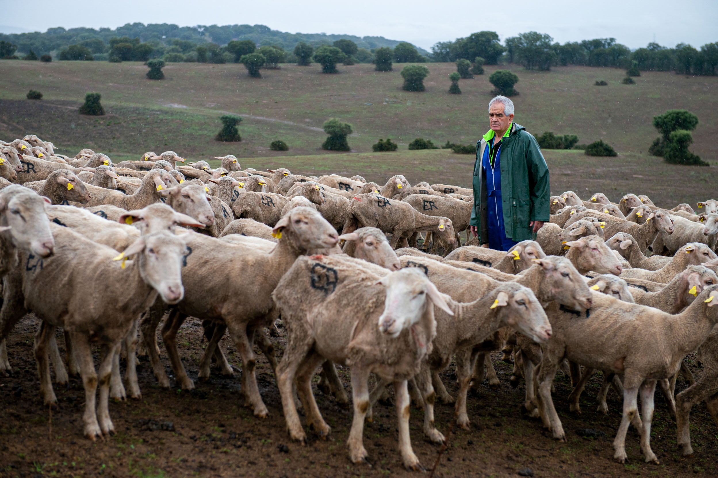 BRAZATORTAS (CIUDAD REAL), 08/06/2023.- Uno de los dos ganaderos trashumantes de Tierras Altas de Soria Eduardo del Rincón se encuentra atrapado con su rebaño de mil ovejas en el Valle de Alcudia, en Brazatortas (Ciudad Real), debido a las restricciones sanitarias que ha impuesto la Junta de Castilla-La Mancha debido a un brote de viruela ovina. EFE/Jesús Monroy
