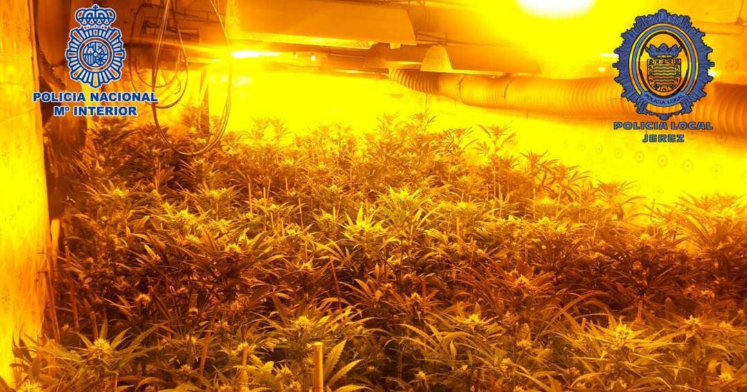 Interior de una de las plantaciones de marihuana desmantelada