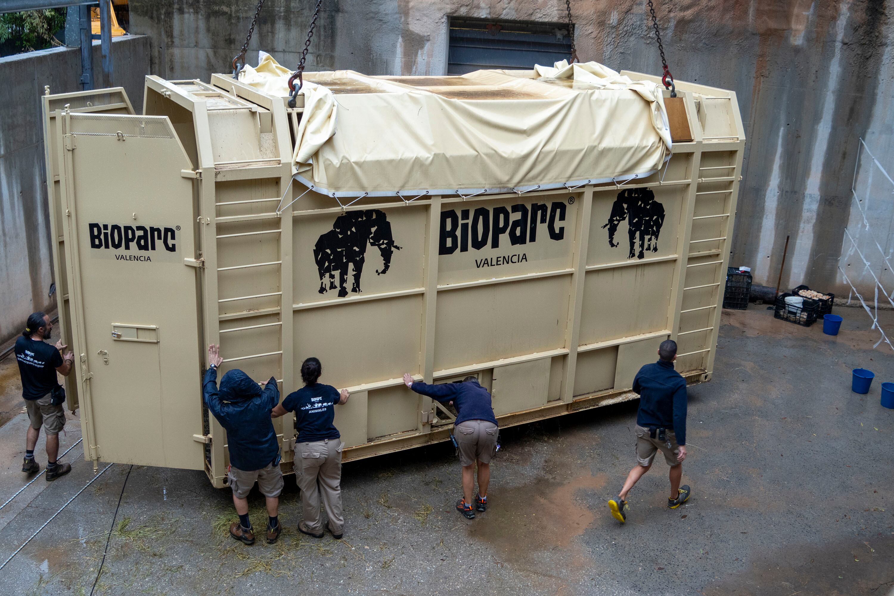 Traslado de la Elefanta Metzi desde Bioparc València