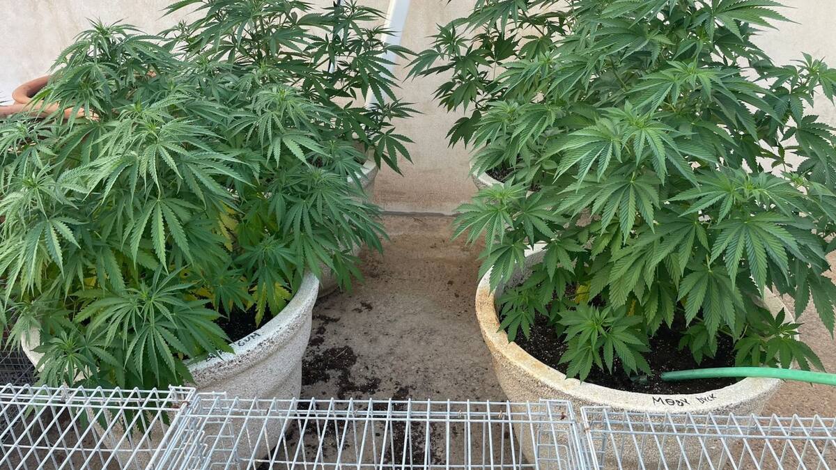 Un dron de la policía localiza dos plantaciones de marihuana en Lorca