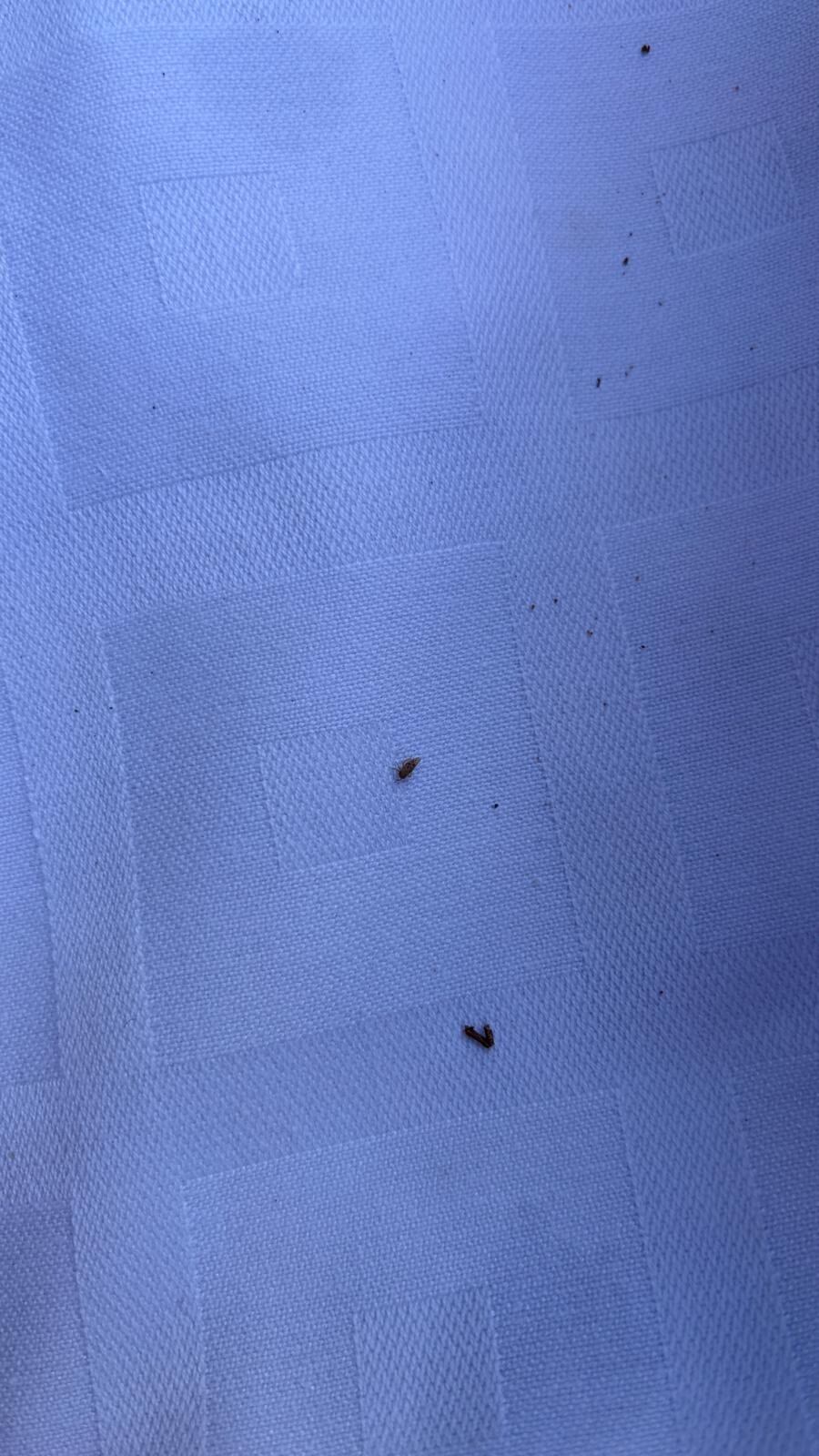 Romería de los langostos en Abizanda. Foto: Javier Labat