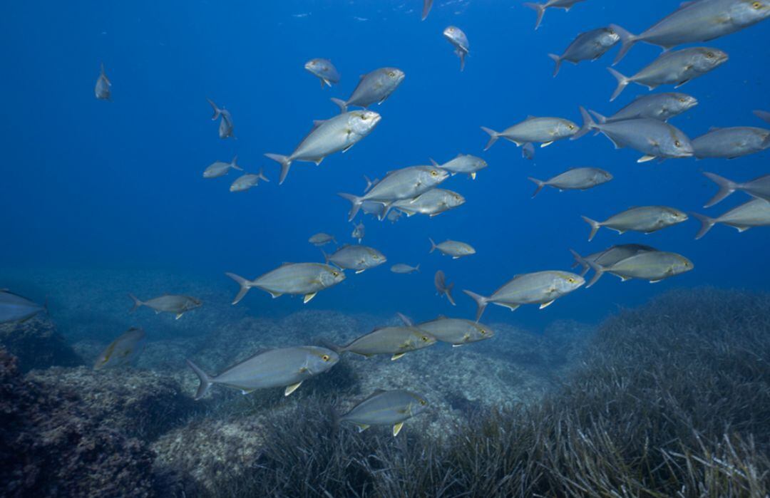 Imagen de archivo de un banco de peces en una reserva pesquera de Ibiza