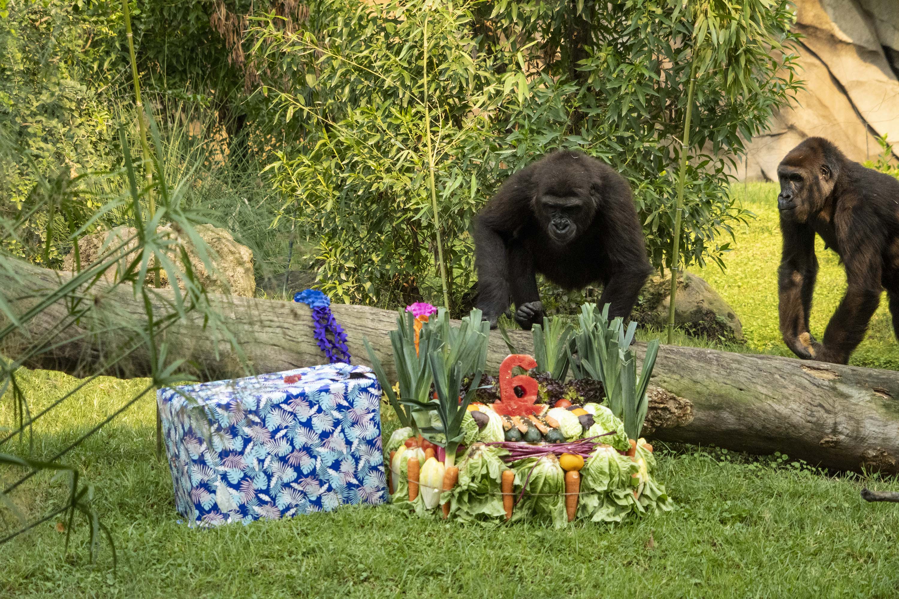 Fiesta de cumpleaños para la gorila Virunga