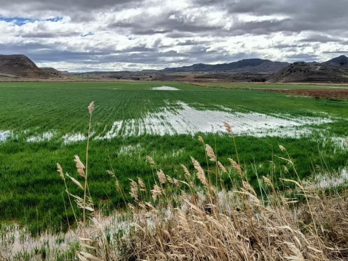 Entre beneficios y pérdidas: lo que deja la lluvia en el campo de Cuenca