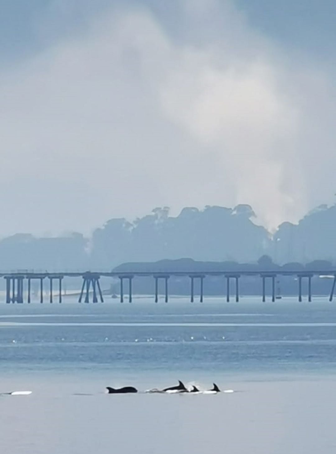 Delfines en la Bahía de Santander.