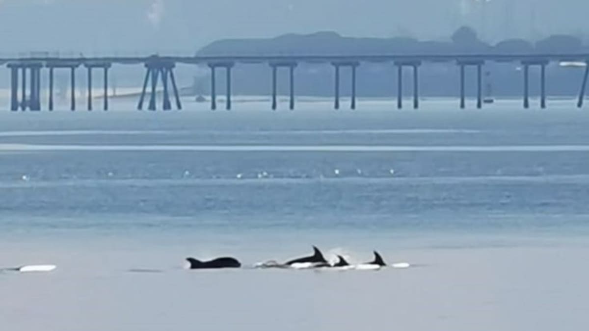 Cantabria actuará ante los varamientos de cetáceos en la costa